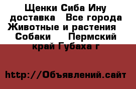 Щенки Сиба Ину доставка - Все города Животные и растения » Собаки   . Пермский край,Губаха г.